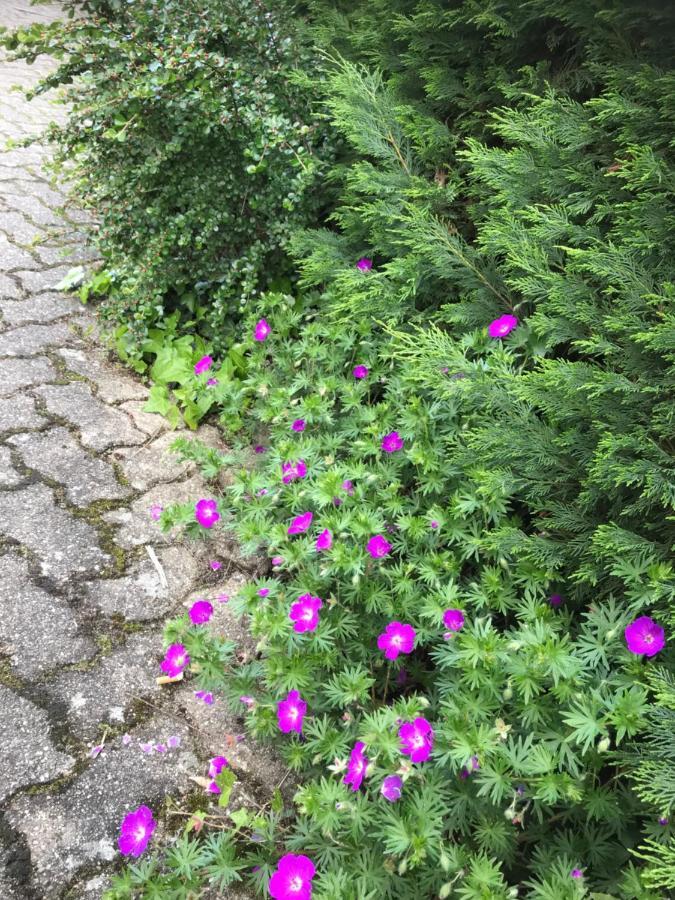 Appart Les Cerises Entre Strasbourg Et Haguenau Bischwiller Exterior foto
